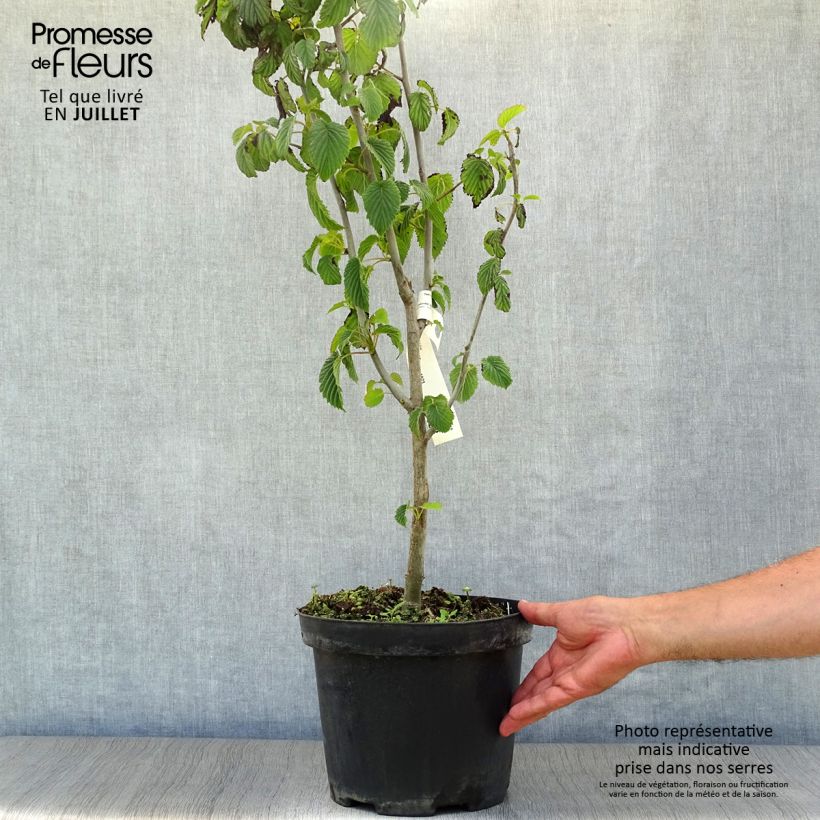 Davidia involucrata - Dove Tree 7.5L/10L pot sample as delivered in summer