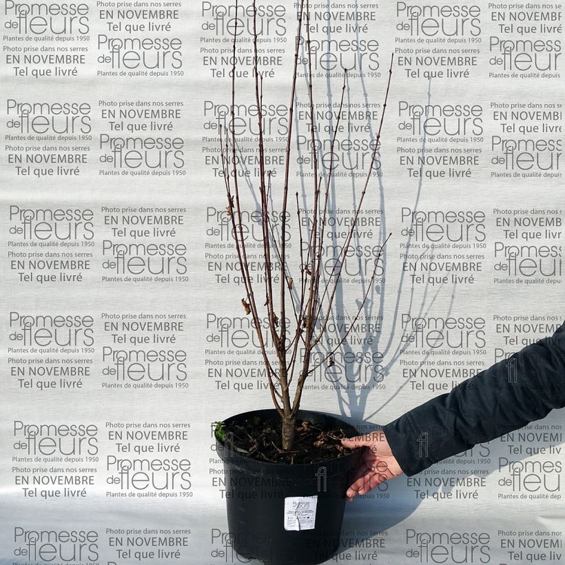 Example of Cercidiphyllum japonicum Rotfuchs specimen as delivered