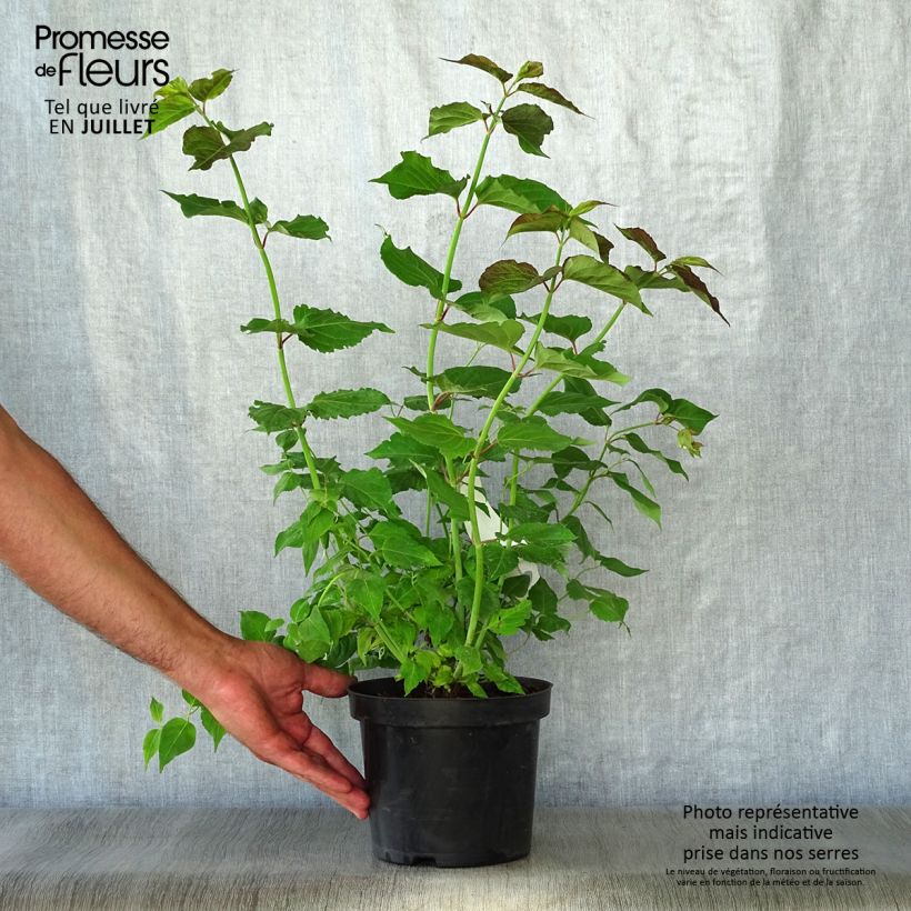 Leycesteria formosa 2L/3L pot sample as delivered in summer