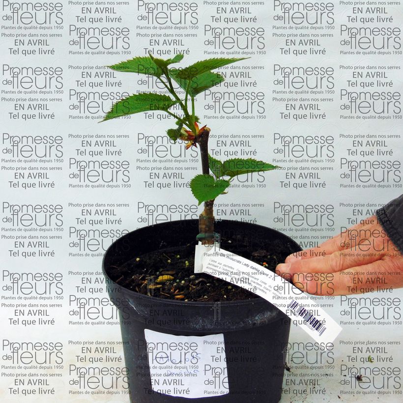 Example of Davidia involucrata Lady Sunshine - Dove Tree 2L/3L pot specimen as delivered