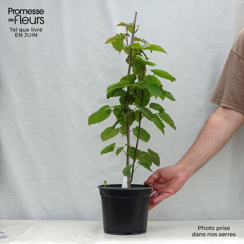 Davidia involucrata - Dove Tree 4L/5L pot sample as delivered in summer