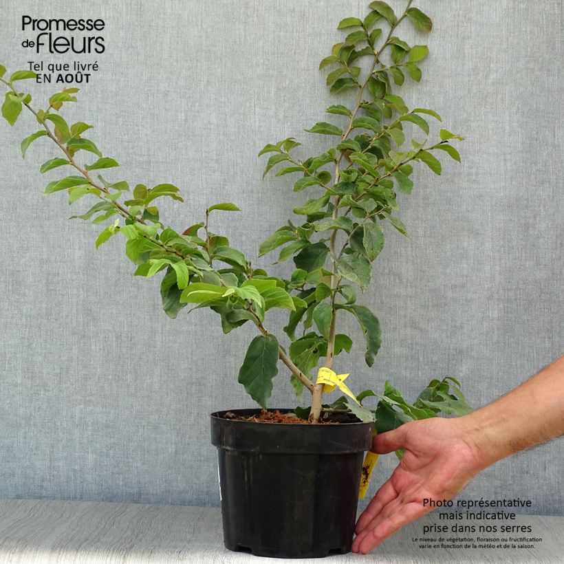 Parrotia persica - Persian Ironwood 3L/4L pot sample as delivered in summer