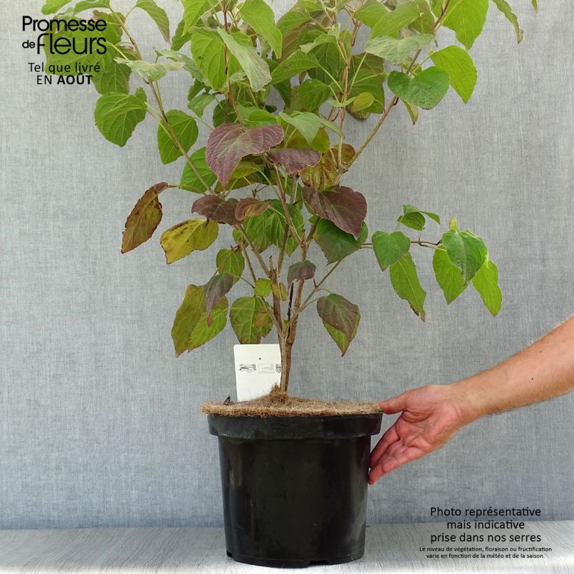 Clerodendrum trichotomum 7.5L/10L pot sample as delivered in summer