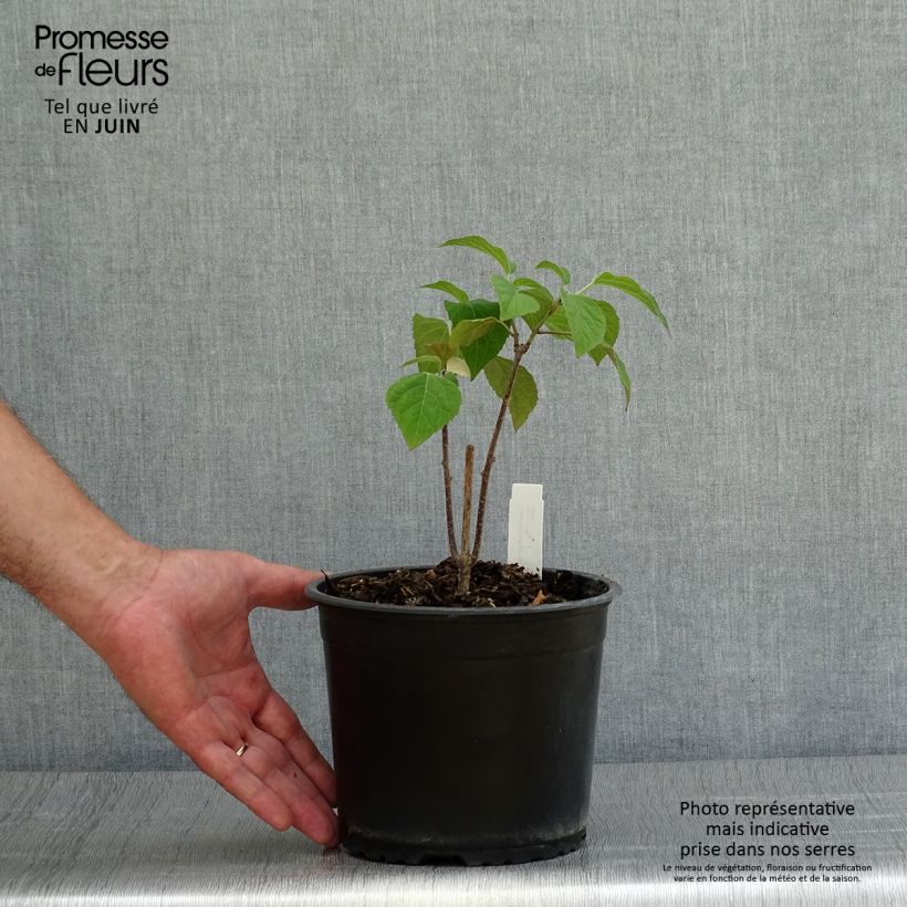 Clerodendrum trichotomum 3L/4L pot sample as delivered in summer