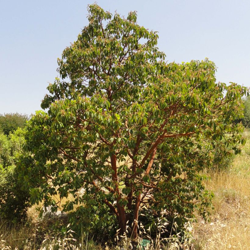 Arbutus andrachne (Plant habit)