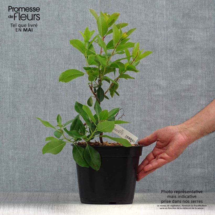 Arbutus andrachne 4L/5L pot sample as delivered in spring