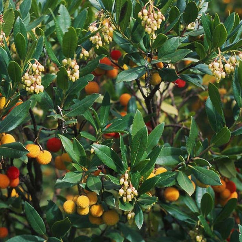 Arbutus unedo Atlantic - Strawberry Tree (Foliage)