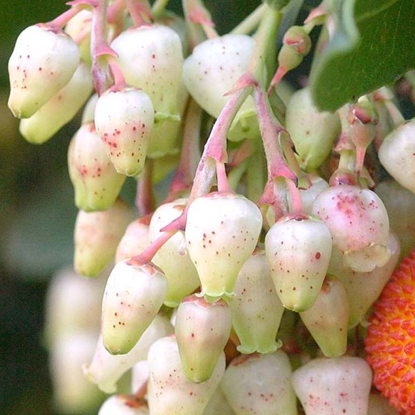 Arbutus unedo Atlantic - Strawberry Tree (Flowering)