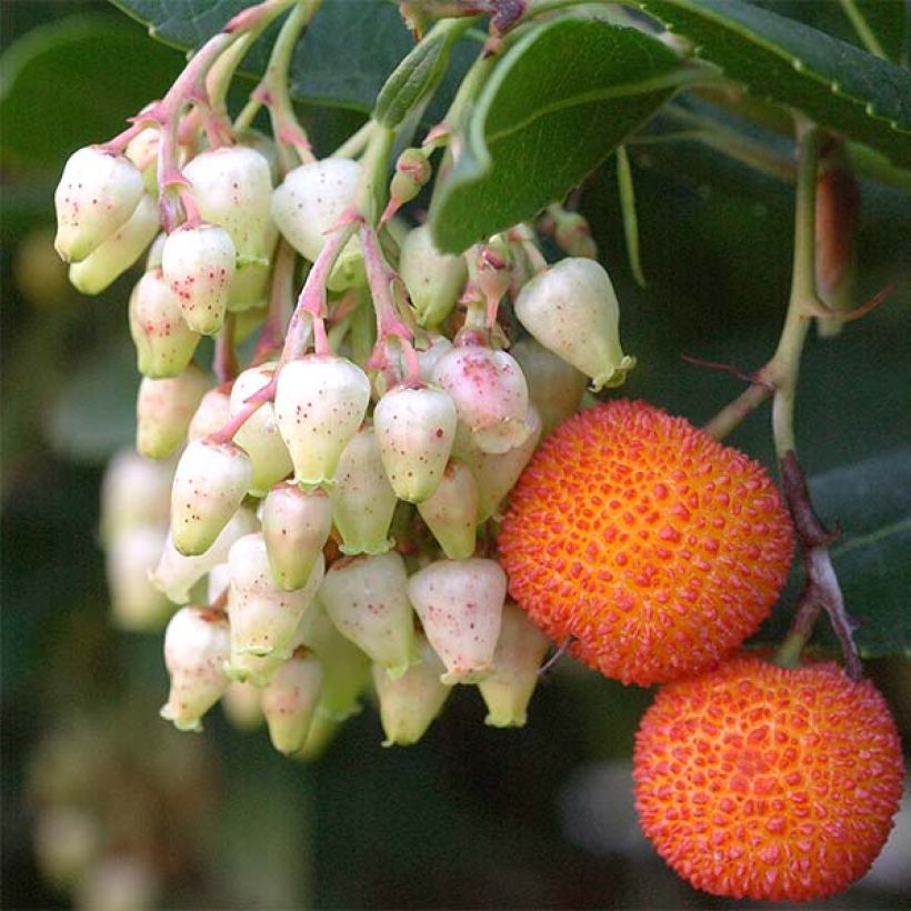Arbutus unedo Atlantic - Strawberry Tree (Harvest)