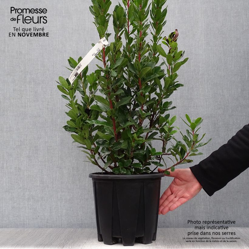 Arbutus unedo - Strawberry tree 6L/7L pot sample as delivered in autumn