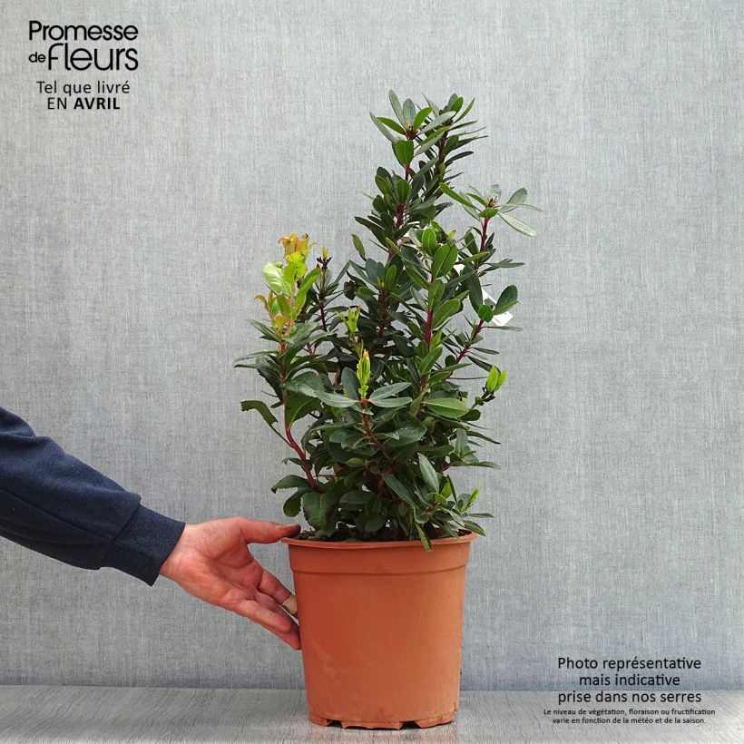 Arbutus unedo - Strawberry tree 6L/7L pot sample as delivered in spring
