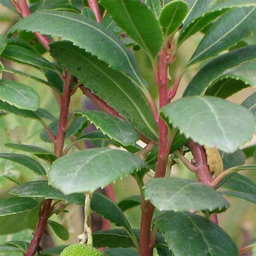 Arbutus unedo Compacta - Strawberry tree (Foliage)