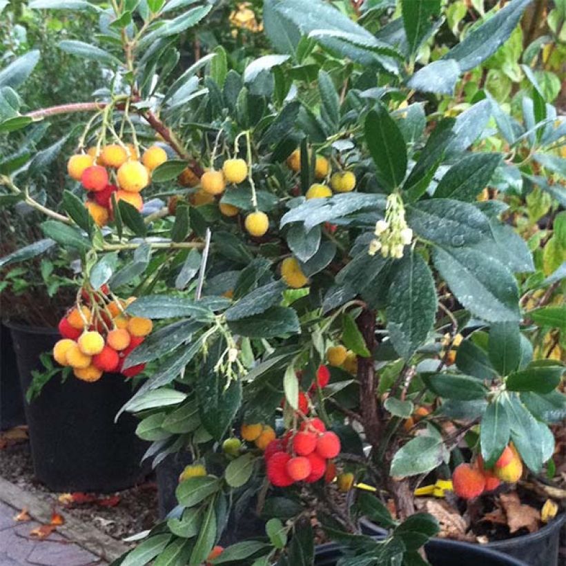 Arbutus unedo Compacta - Strawberry tree (Plant habit)