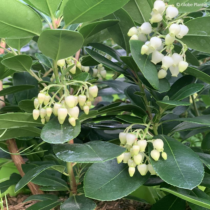 Arbutus unedo Peace and Love - Strawberry tree (Flowering)