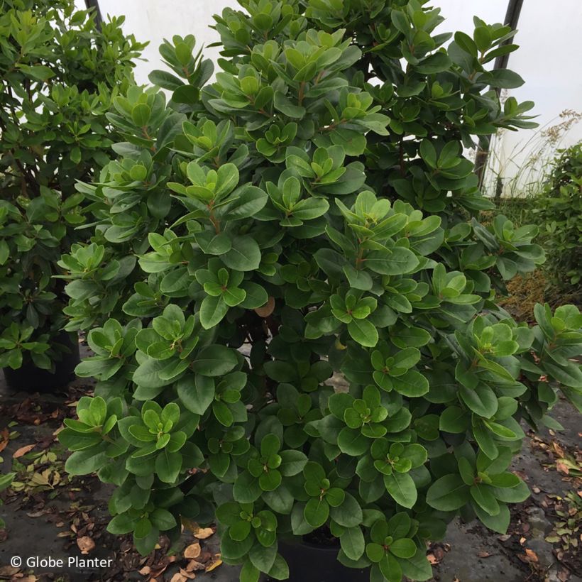 Arbutus unedo Peace and Love - Strawberry tree (Plant habit)