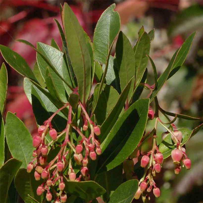 Arbutus unedo Roselily - Strawberry Tree (Foliage)