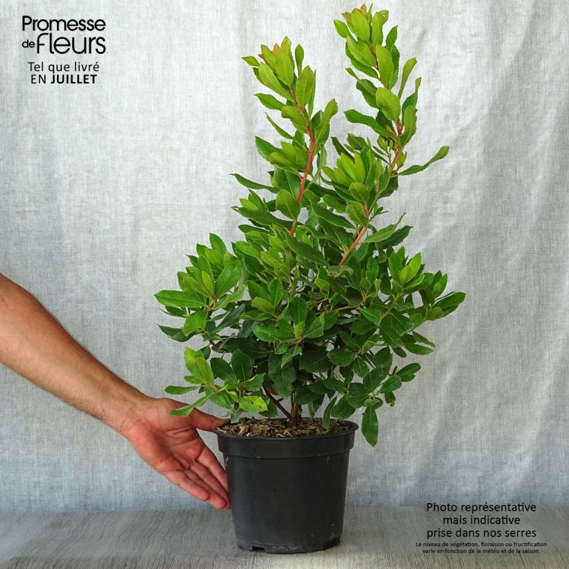 Arbutus unedo Roselily - Strawberry Tree 3L/4L pot sample as delivered in summer