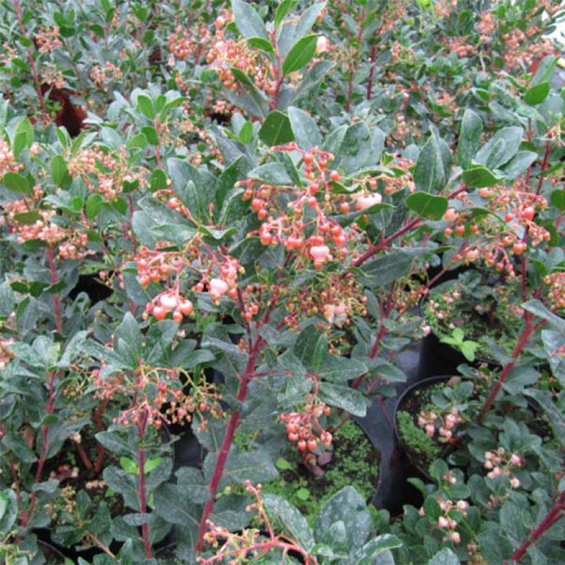 Arbutus unedo Rubra - Strawberry Tree (Foliage)