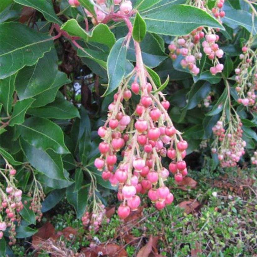 Arbutus unedo Rubra - Strawberry Tree (Flowering)