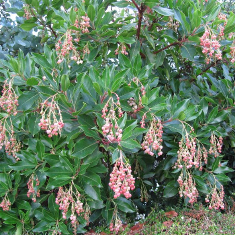 Arbutus unedo Rubra - Strawberry Tree (Plant habit)