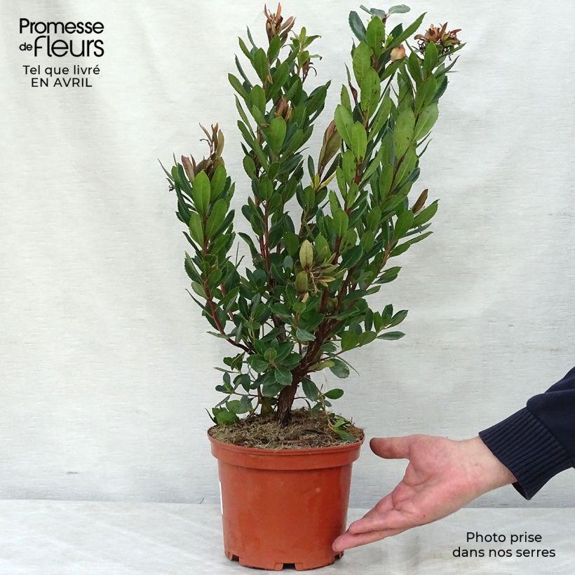 Arbutus unedo Rubra - Strawberry Tree sample as delivered in spring