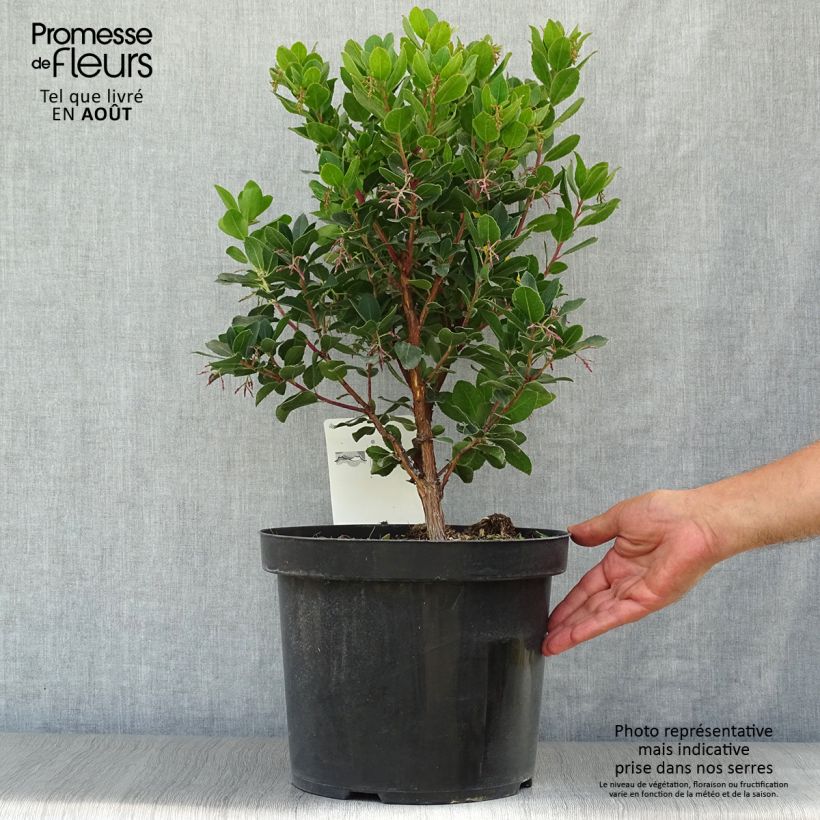 Arbutus unedo Rubra - Strawberry Tree 7.5L/10L pot sample as delivered in summer