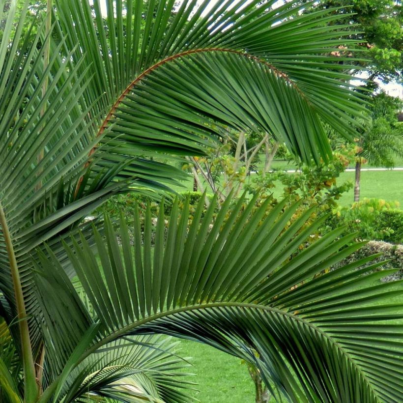 Archontophoenix alexandrae - Alexandra Palm (Foliage)