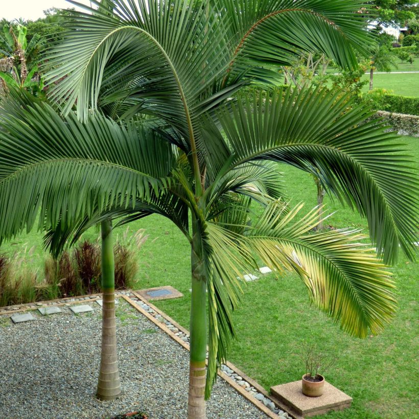 Archontophoenix alexandrae - Alexandra Palm (Plant habit)