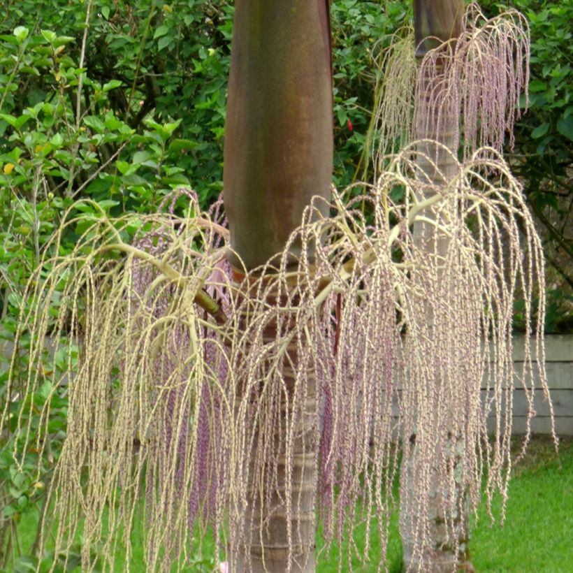 Archontophoenix cunninghamiana - Piccabeen Palm (Flowering)