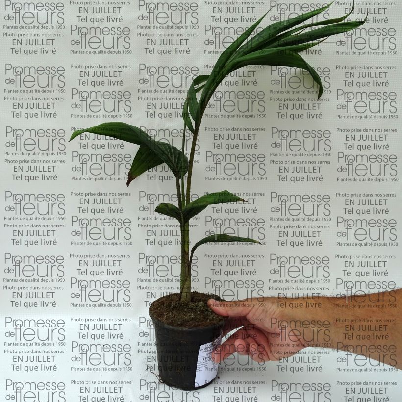 Archontophoenix cunninghamiana - Piccabeen Palm 12cm pot sample as delivered in summer