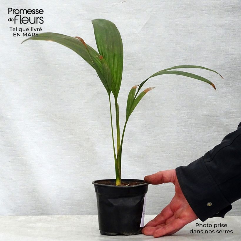 Archontophoenix maxima - Walsh River Palm 12cm pot sample as delivered in spring