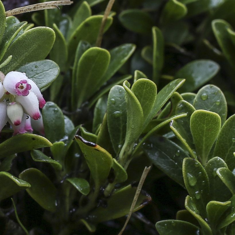 Arctostaphylos uva-ursi - Bearberry (Foliage)