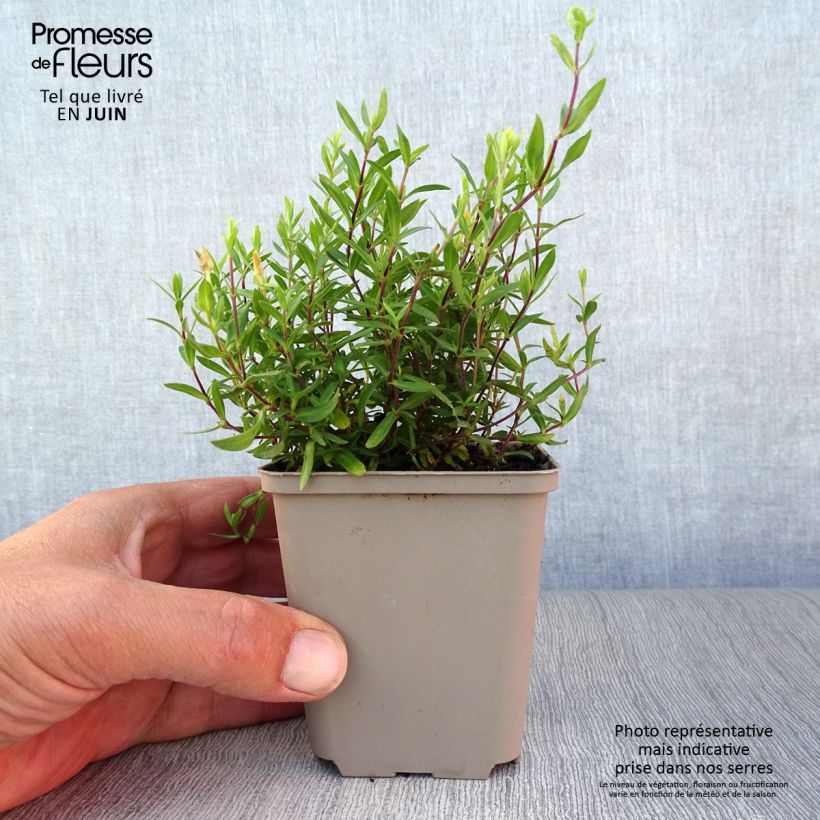 Arenaria montana 8/9 cm pot sample as delivered in summer