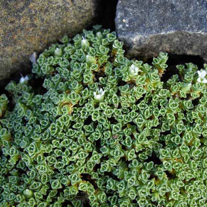 Arenaria tetraquetra subsp. amabilis subsp. Amabilis (Foliage)