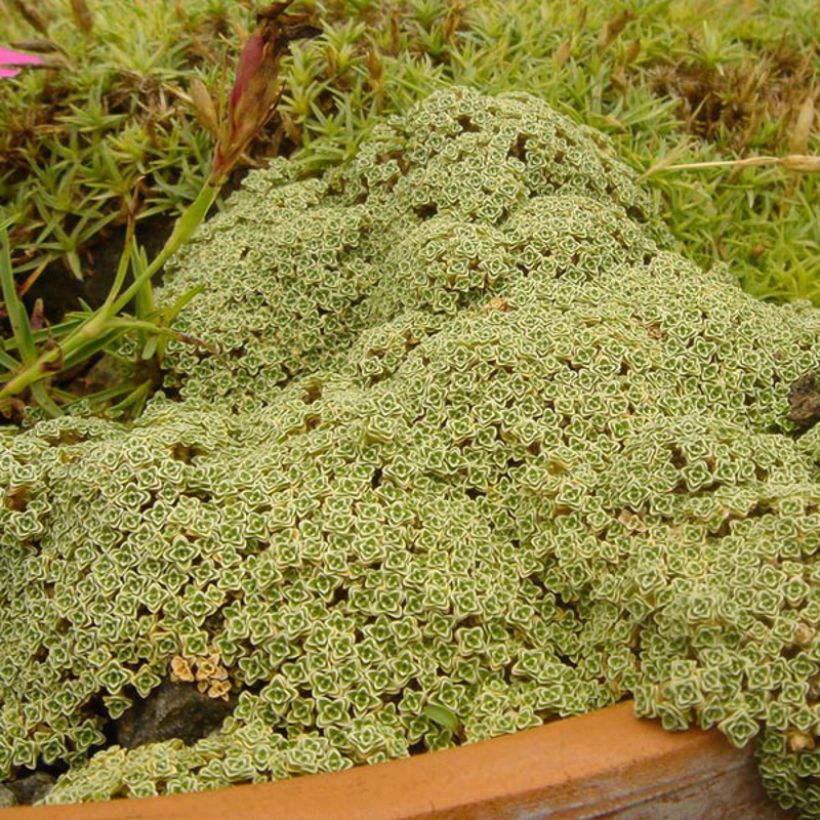 Arenaria tetraquetra subsp. amabilis subsp. Amabilis (Plant habit)