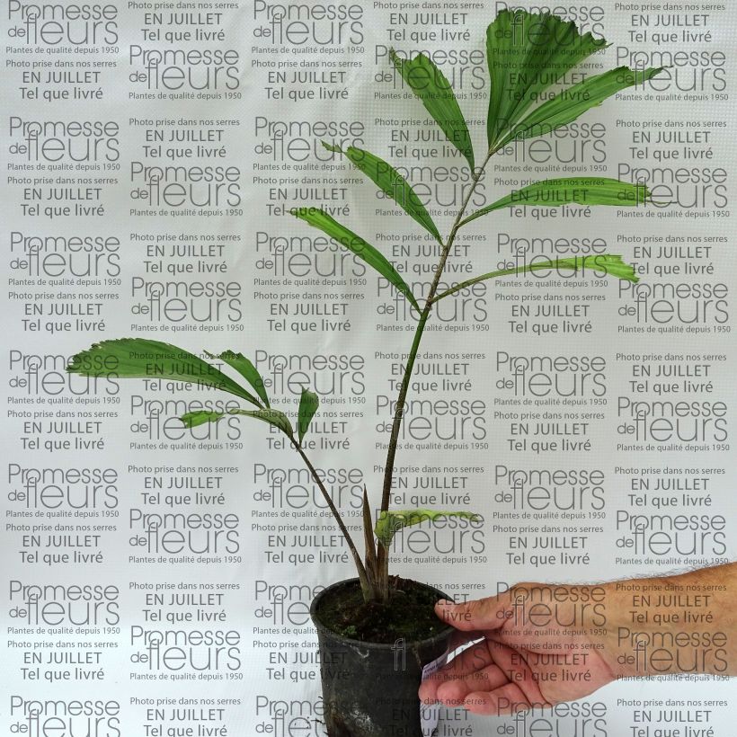 Arenga englerii - Taiwan Sugar Palm 12cm pot sample as delivered in summer