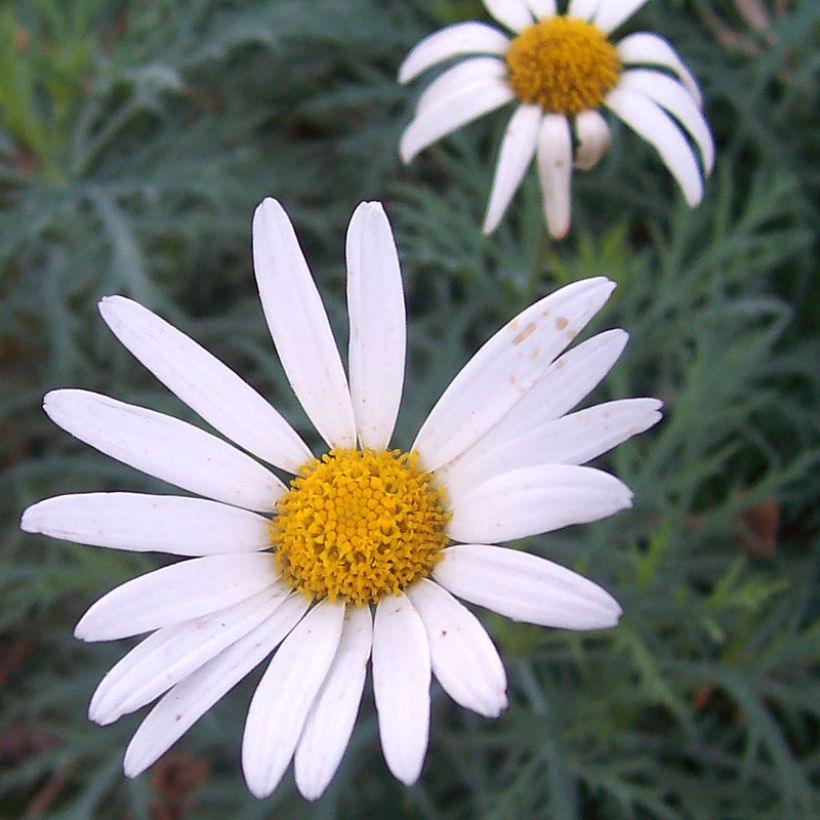 Argyranthemum gracile Chelsea Girl - Marguerite (Flowering)