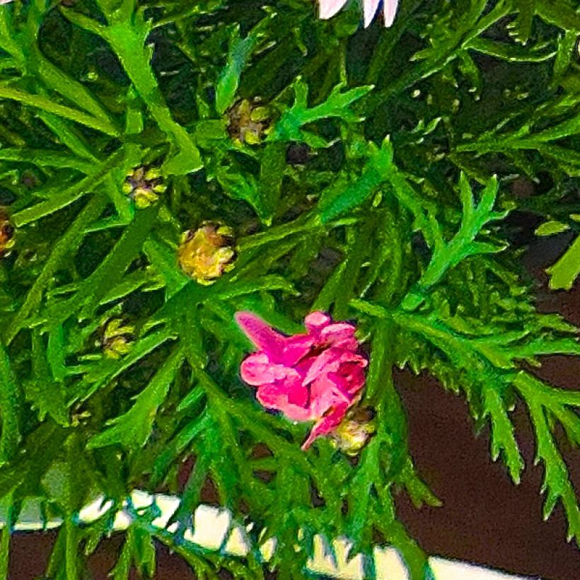 Argyranthemum Gills Pink - Marguerite (Foliage)