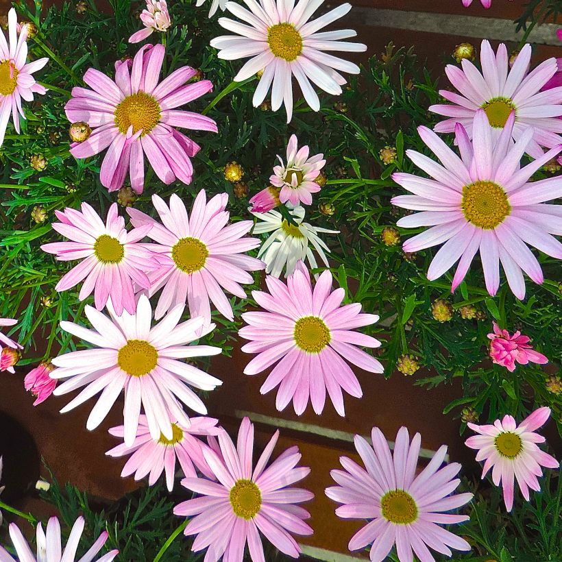 Argyranthemum Gills Pink - Marguerite (Flowering)