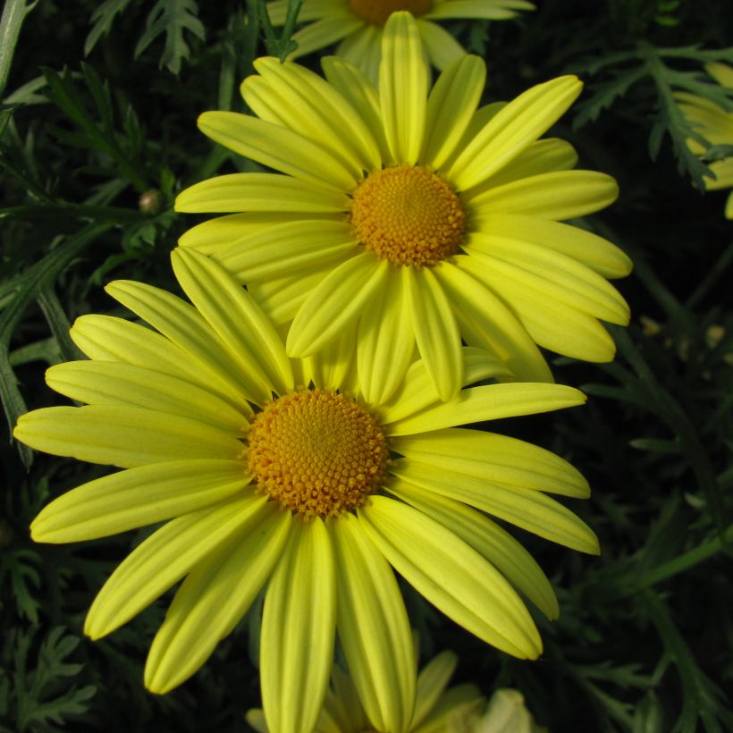 Argyranthemum Jamaica Primrose - Marguerite (Flowering)