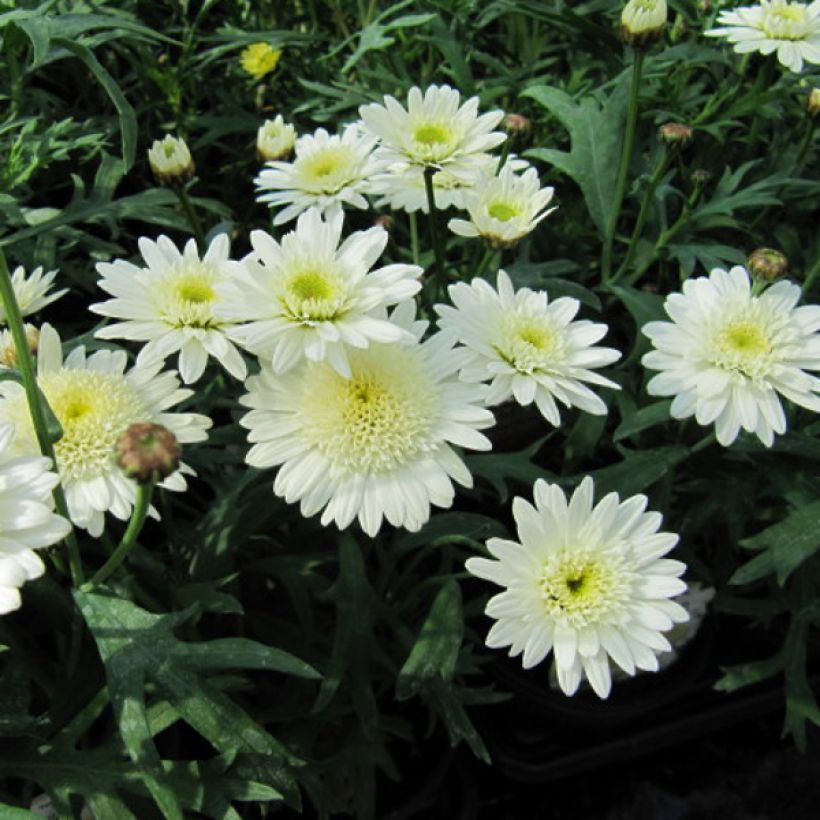 Argyranthemum Powder Puff - Marguerite (Flowering)