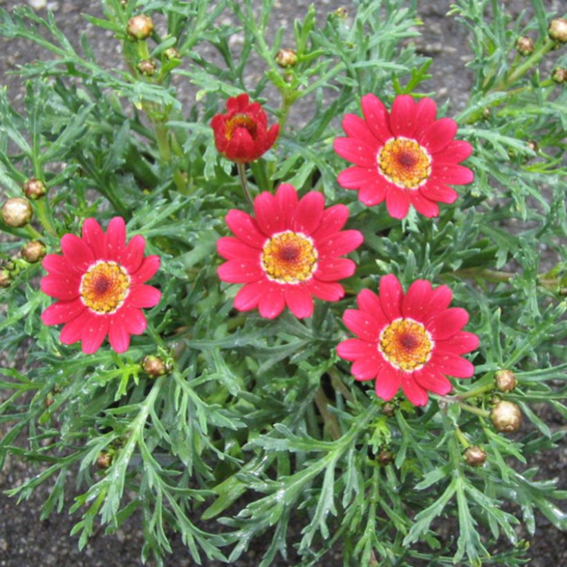 Argyranthemum Starlight - Marguerite (Flowering)