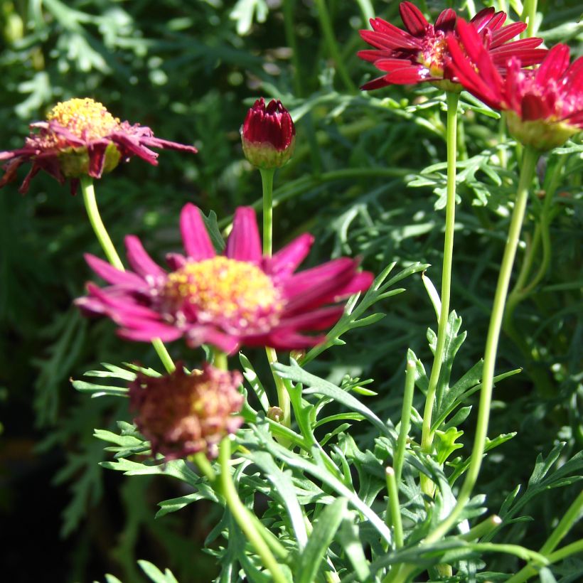 Argyranthemum Starlight - Marguerite (Plant habit)