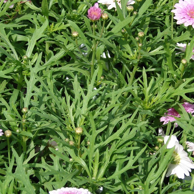 Argyranthemum Summer Melody - Marguerite (Foliage)