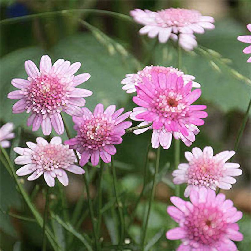 Argyranthemum Vancouver - Marguerite (Flowering)