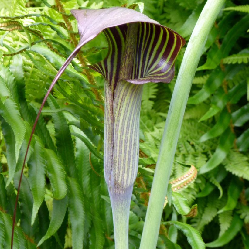 Arisaema consanguineum (Flowering)