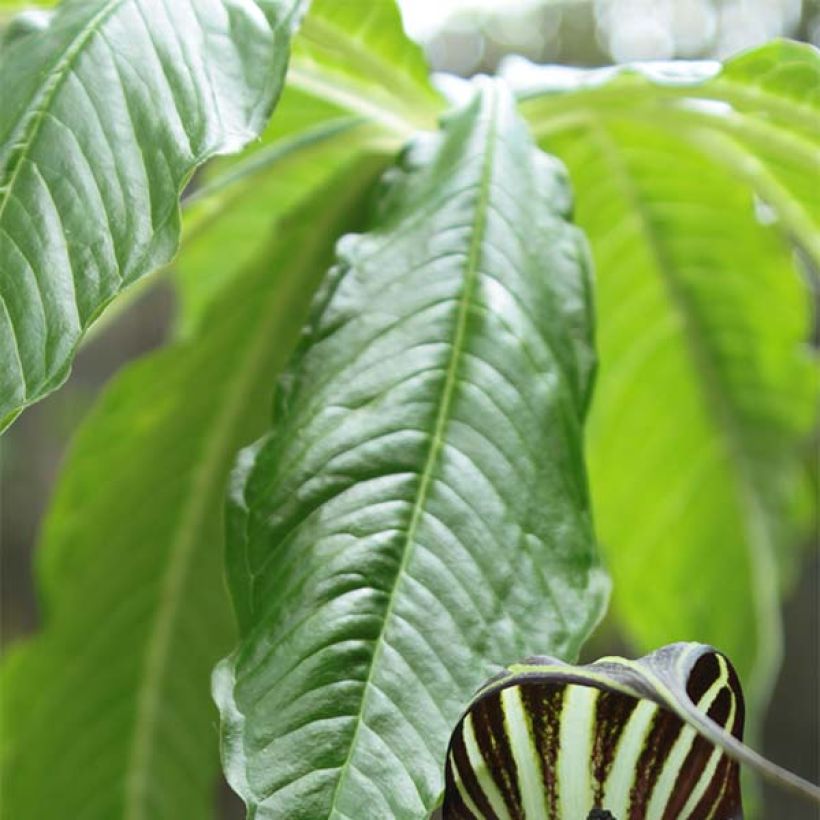 Arisaema concinnum (Foliage)