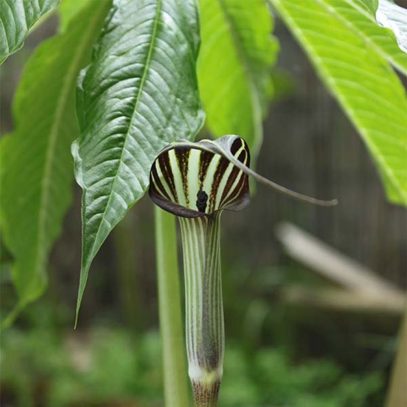 Arisaema concinnum (Flowering)