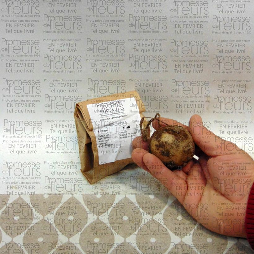 Example of Arisaema consanguineum Bulb specimen as delivered