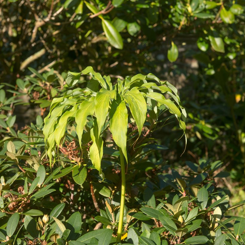 Arisaema consanguineum (Plant habit)